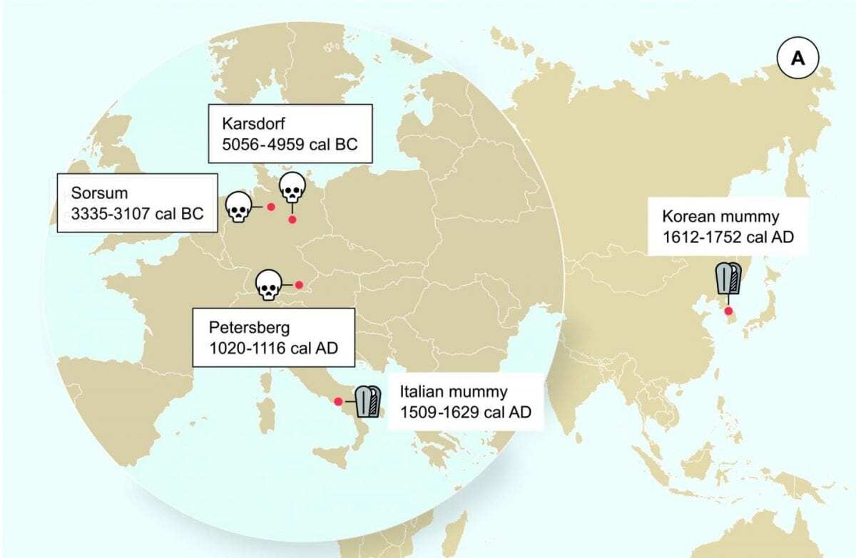 stone age hepatitis b virus decoded
