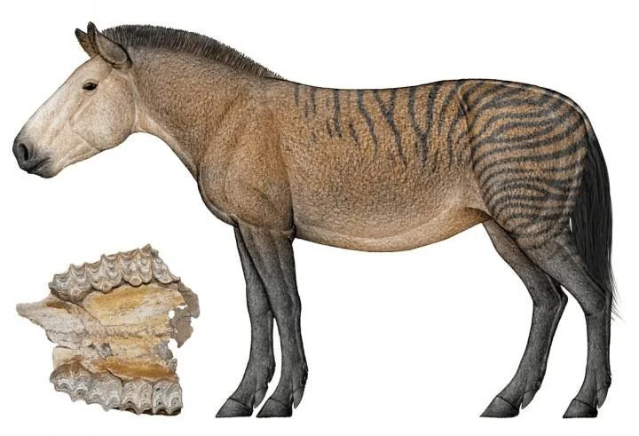 to establish a timescale for more than 10 million years ago