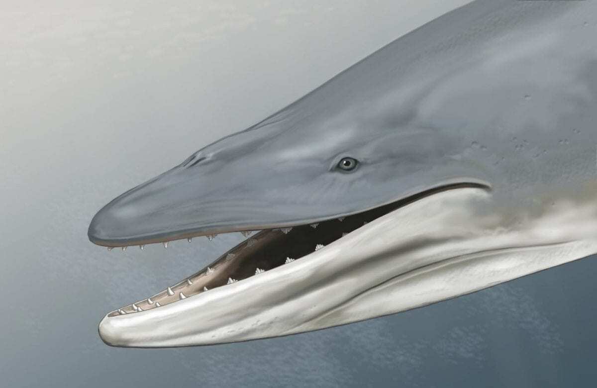 Ancient skull shows early baleen whale had teeth