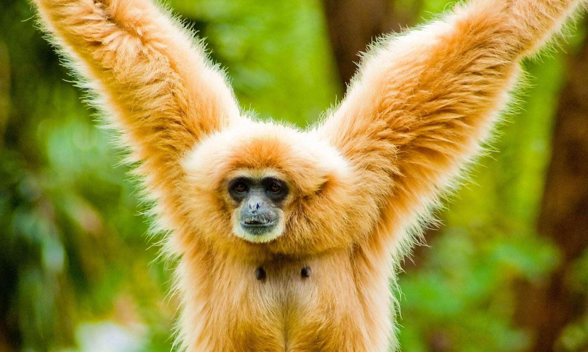 The lady's ape Extinct gibbon discovered in royal ancient Chinese tomb