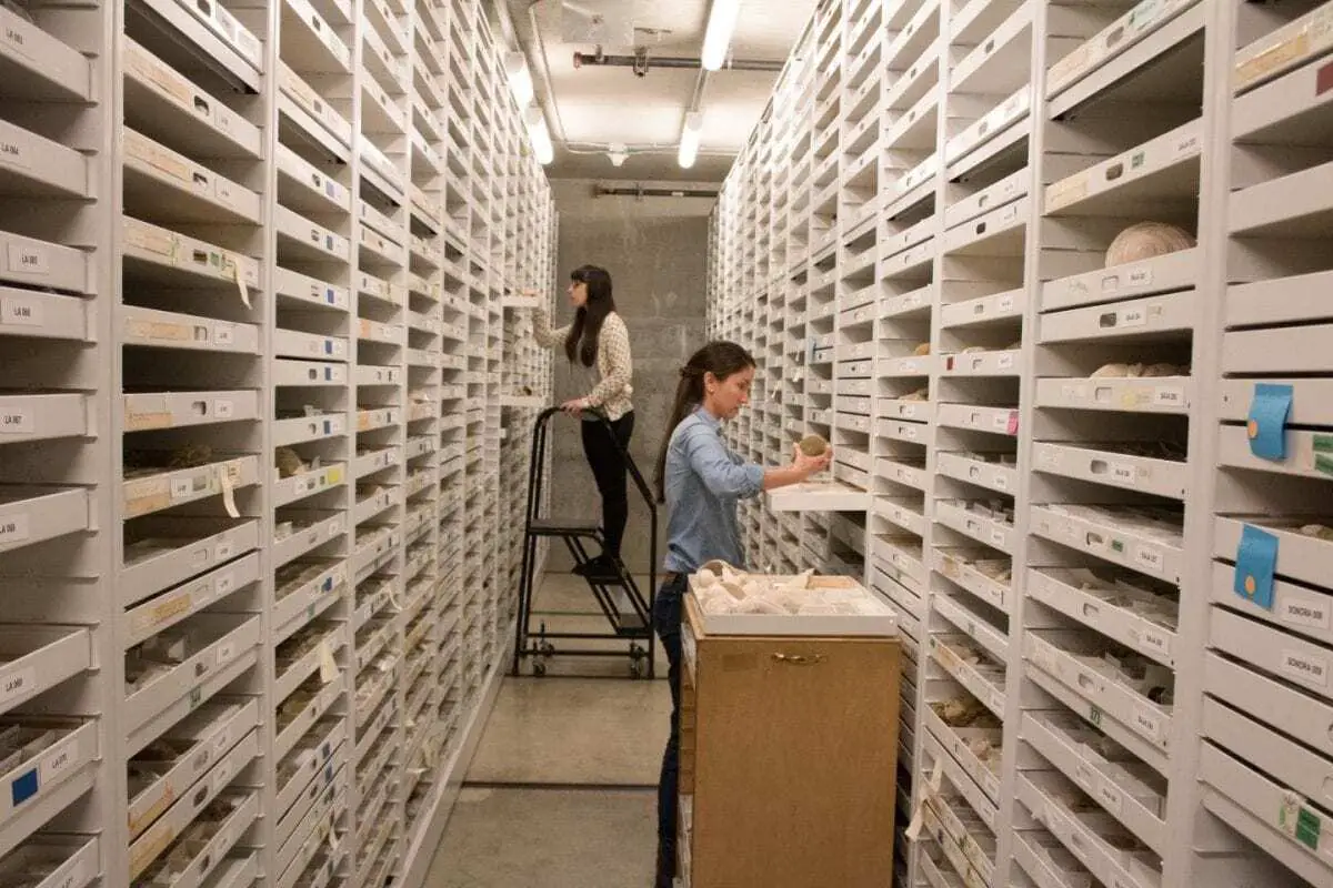 Scientists quantify the vast and valuable finds stored on museum shelves