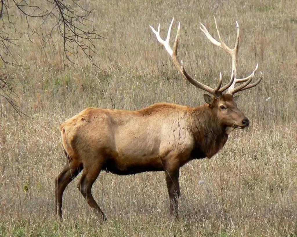 Researchers study how wolf predation shapes elk antler evolution