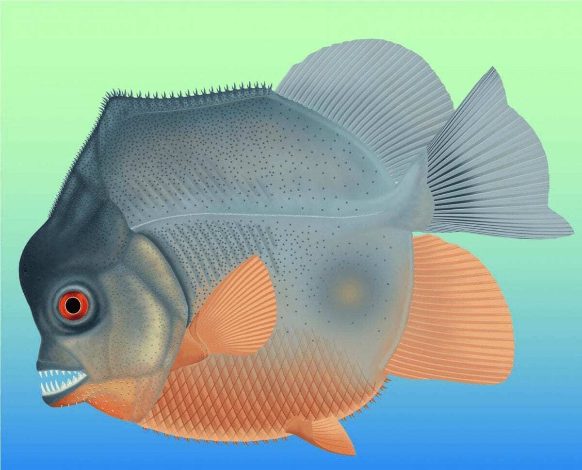 150-million-year old, piranha-like specimen is earliest known flesh-eating fish