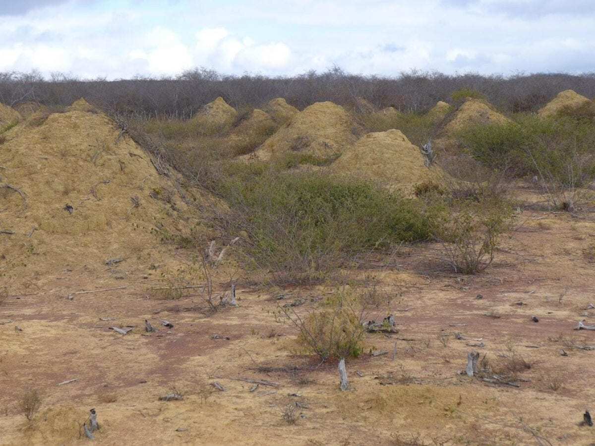 4,000-year-old termite mounds found in brazil are visible from space