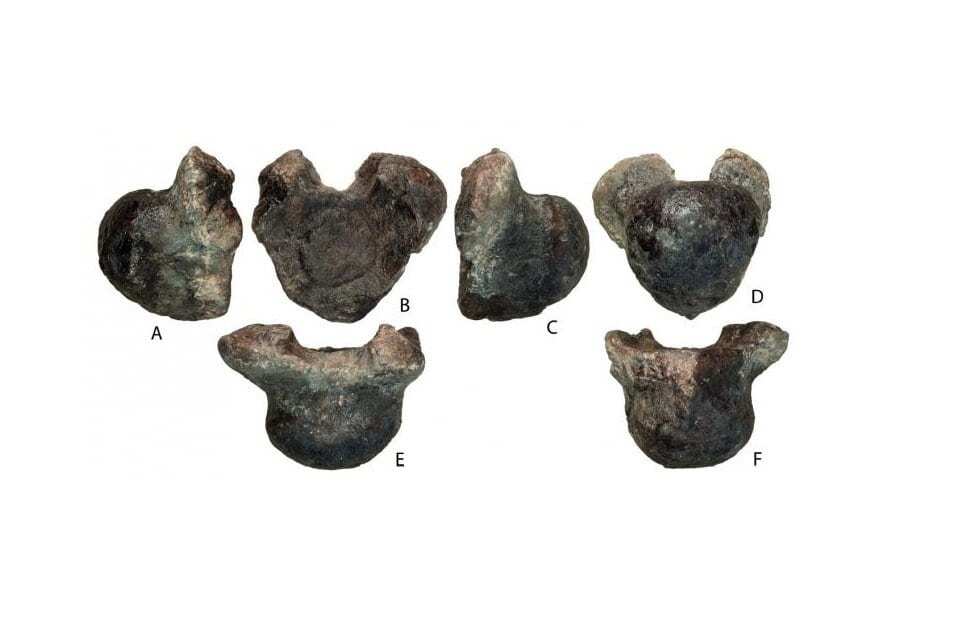 scientists found new giant dinosaur