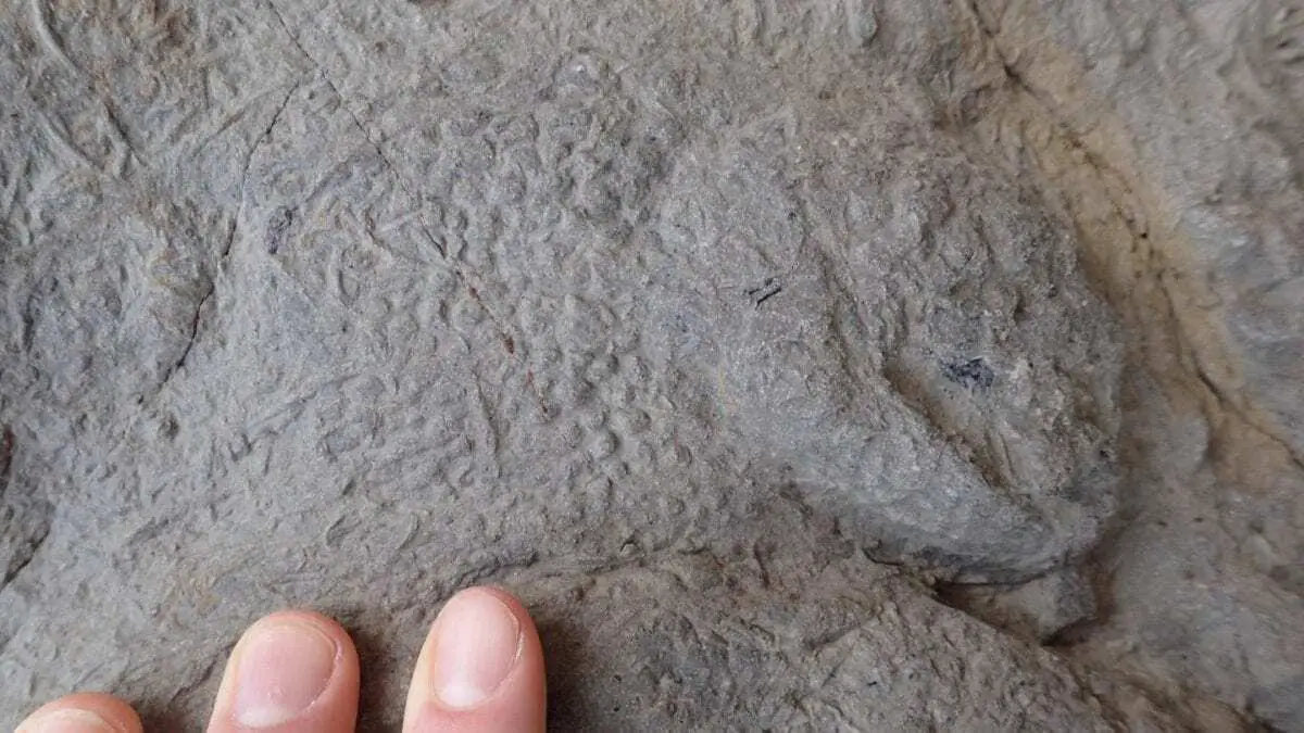 dinosaur print found