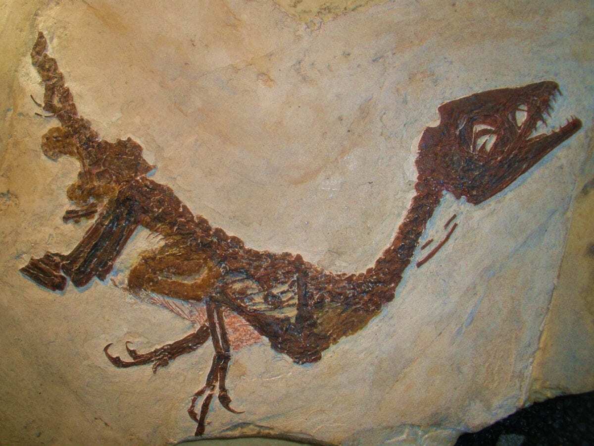 dinosaurs that survived extinction