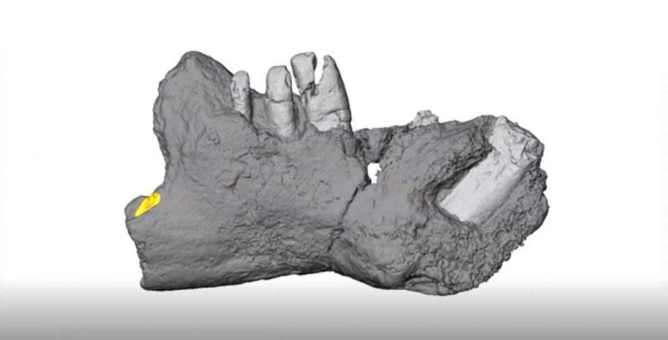 Side view of the lower jaw of Galulatherium jenkinsi, the most complete mammal yet know from the Cretaceous Period of the African continent, and named this week by researchers from Ohio University. Credit : Patrick O'Connor, Ohio University