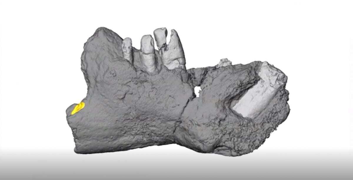 rukwa rift basin project names new cretaceous mammal from east african rift system