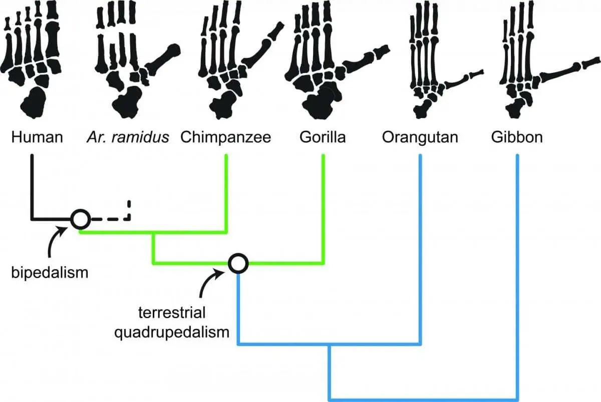 human ancestors were ‘grounded,’ new analysis shows