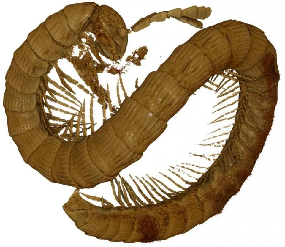 99millionyearold millipede discovered in Burmese amber