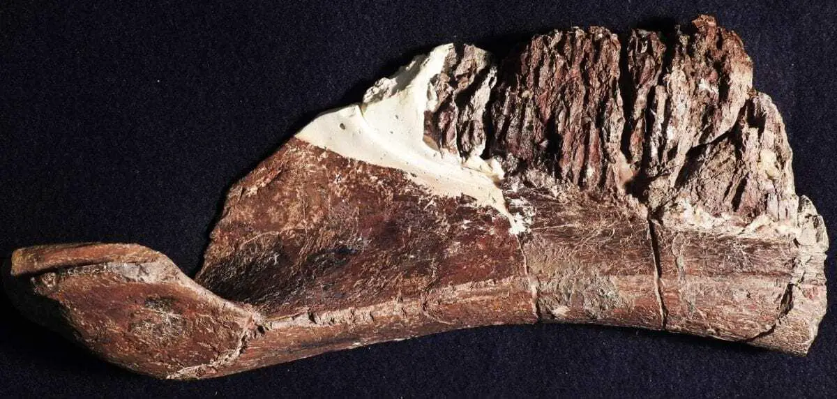 duck beak dinosaur