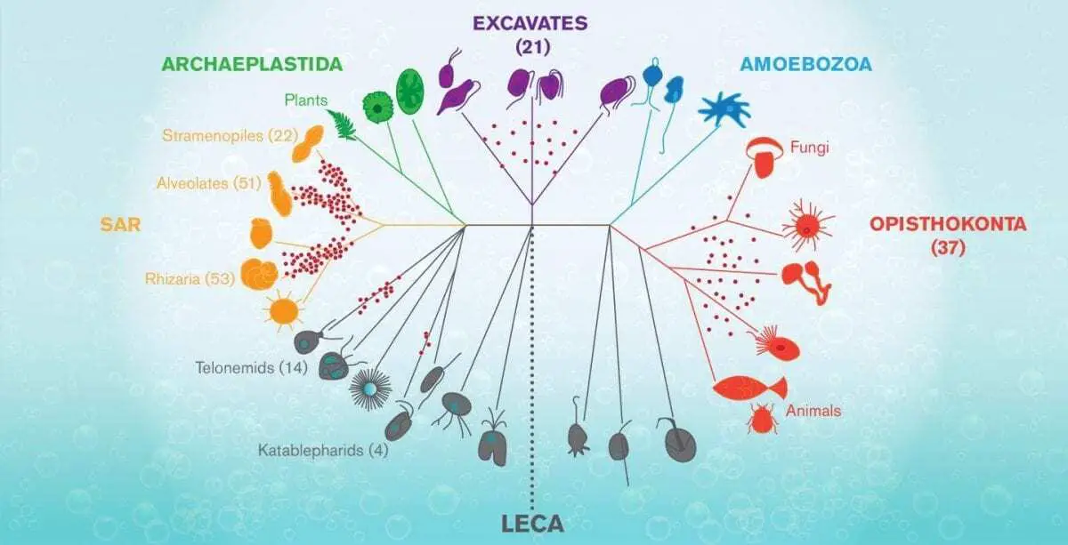 aquatic microorganisms offer important window on the history of life