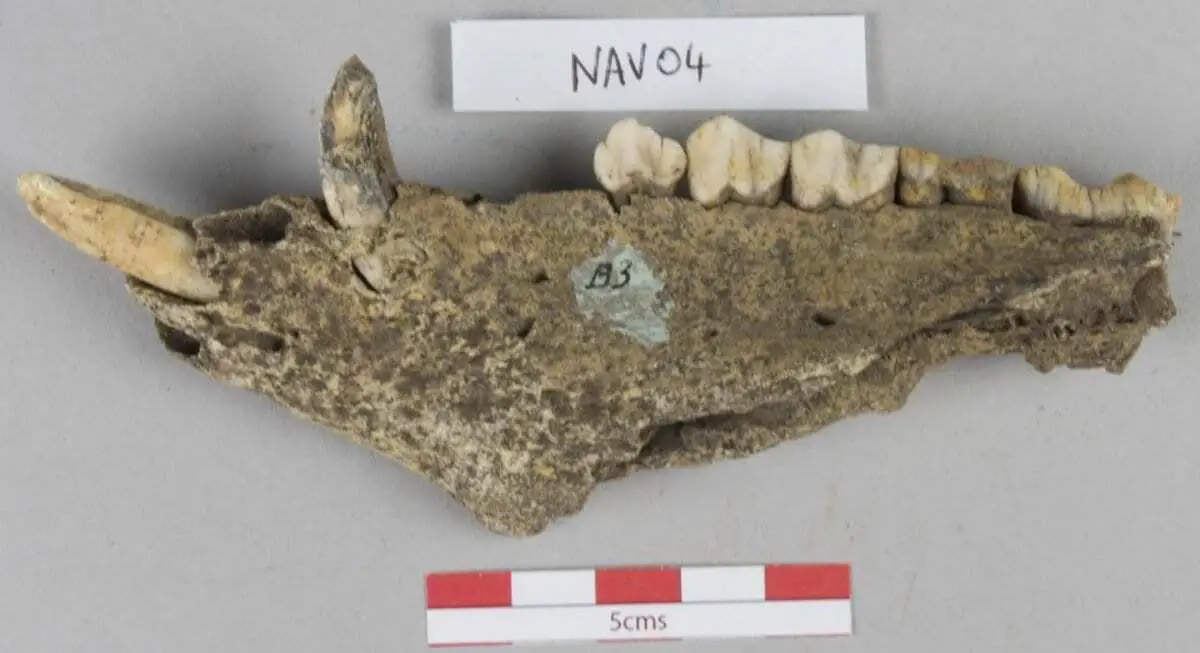 large scale feasts at ancient capital of ulster drew crowds from across iron age ireland
