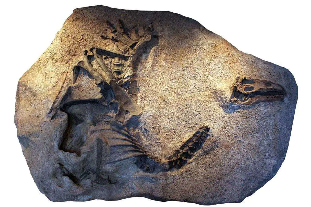 new species of allosaurus discovered in utah
