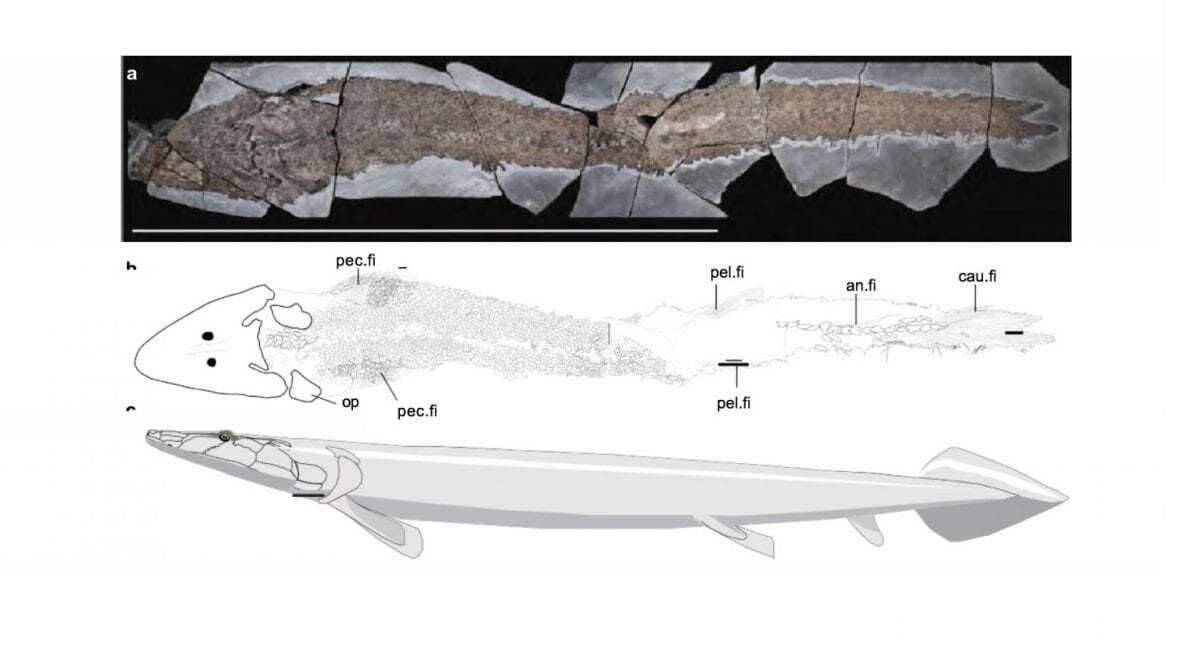 Ancient fish fossil reveals evolutionary origin of the human hand