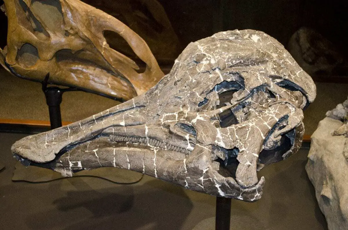 Has dinosaur DNA been found? An expert explains what we really know