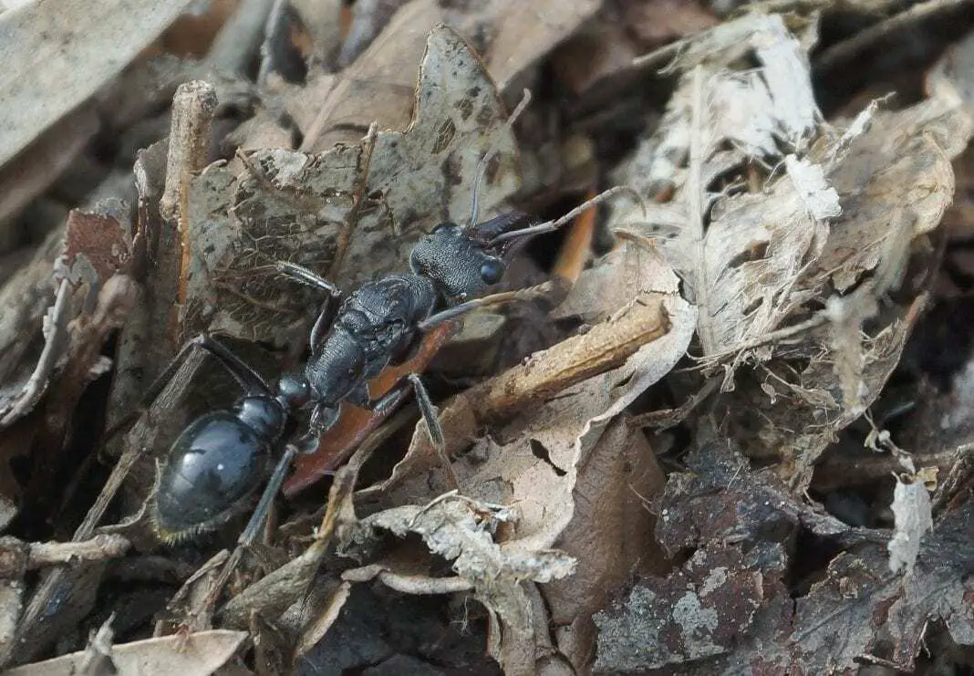 Research on soldier ants reveals that evolution can go in reverse