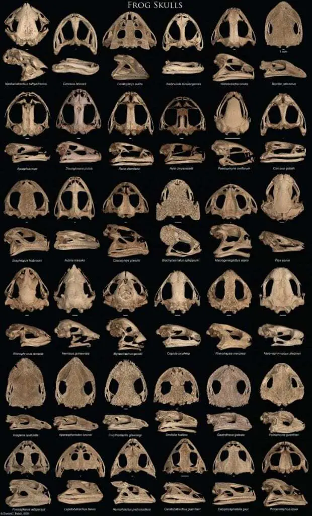 skulls gone wild: how and why some frogs evolved extreme heads