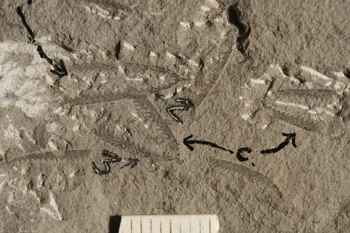 New light shed on ancient NZ fossils