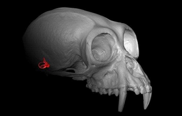 apes’ inner ears could hide clues to evolutionary history of hominoids