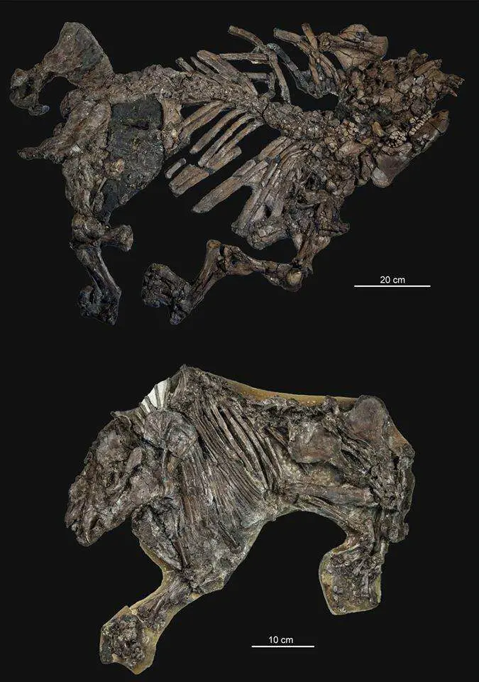 small horses got smaller, big tapirs got bigger 47 million years ago