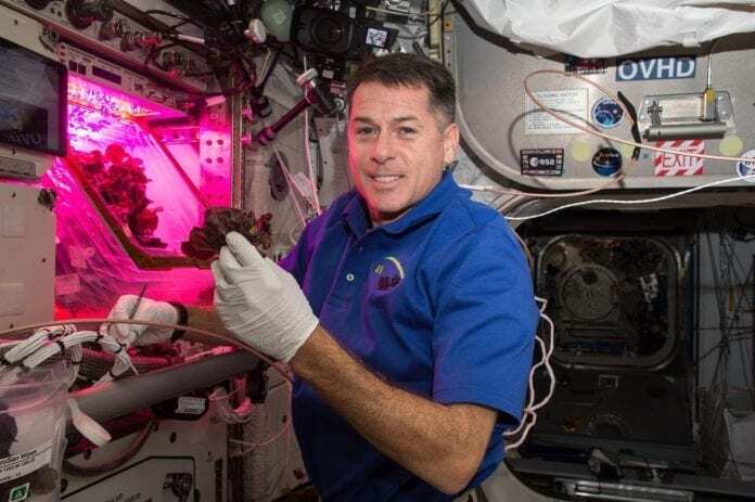 astronauts grow space lettuce
