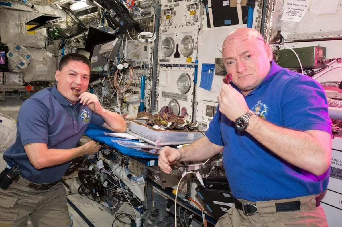astronauts grow space lettuce