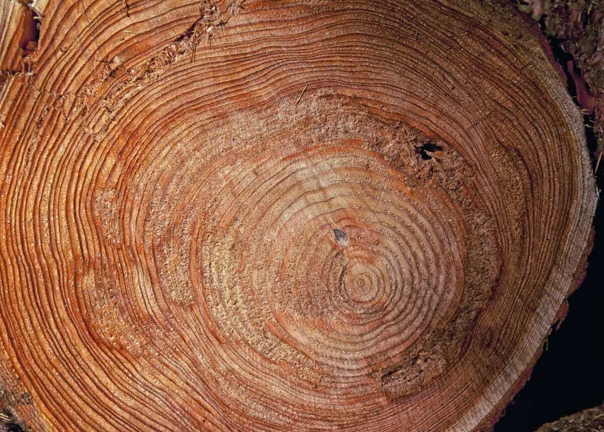 bioPGH Blog: Tree Rings to Rule them All | Phipps Conservatory and  Botanical Gardens | Pittsburgh PA