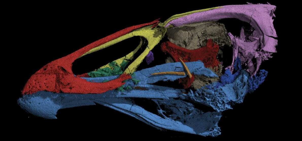 ‘wonderchicken’ fossil from the age of dinosaurs reveals origin of modern birds