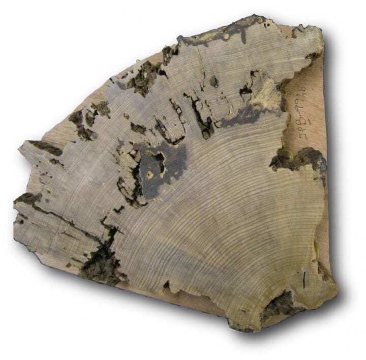 the life and death of one of america’s most mysterious trees