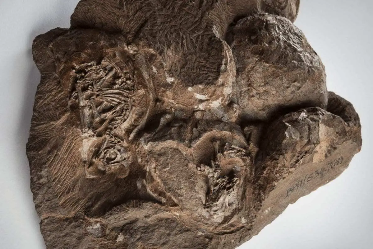 oldest dinosaur still living