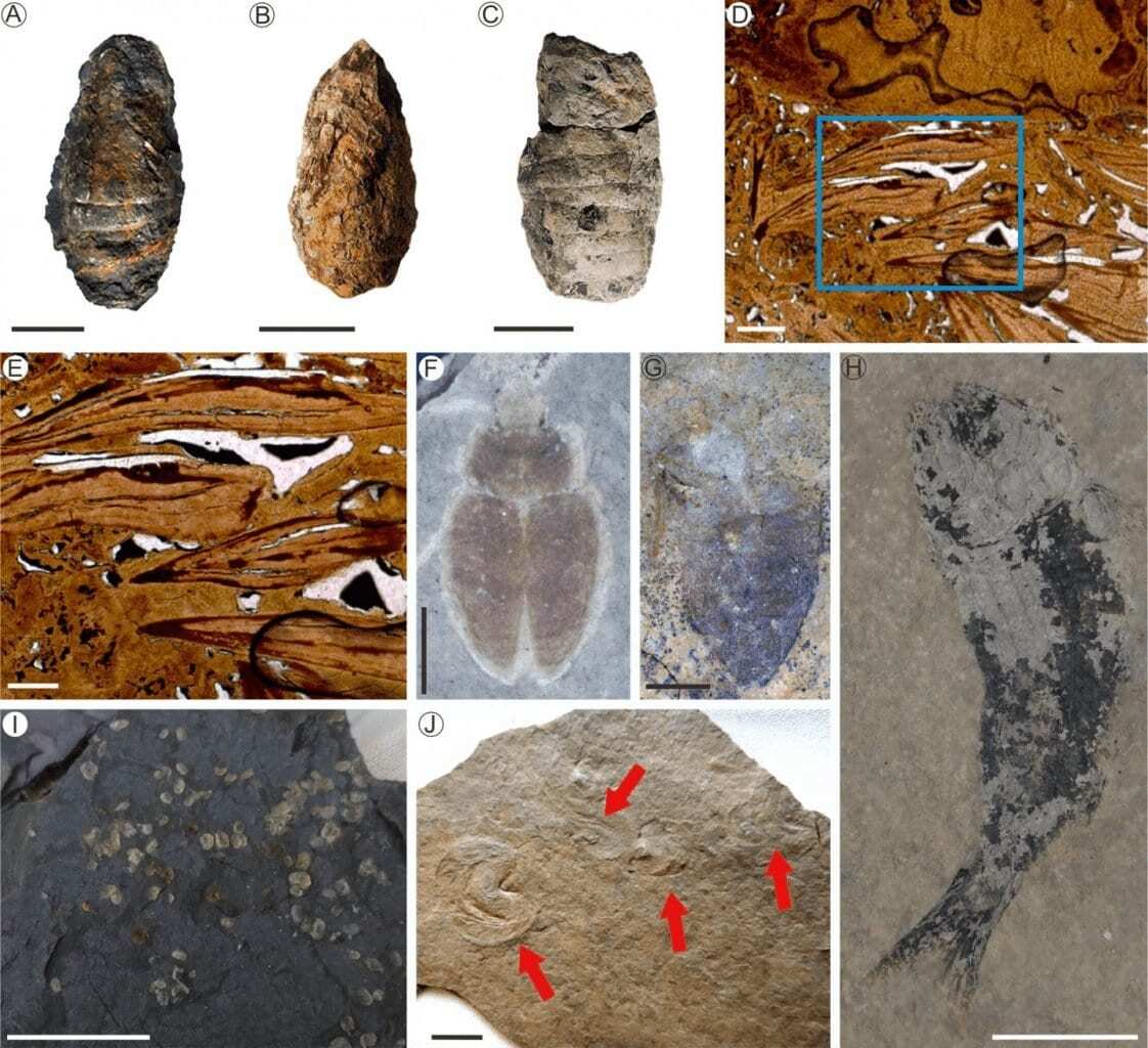 lacustrine ecosystems needed 10 million years to recover after end-permian mass extinction