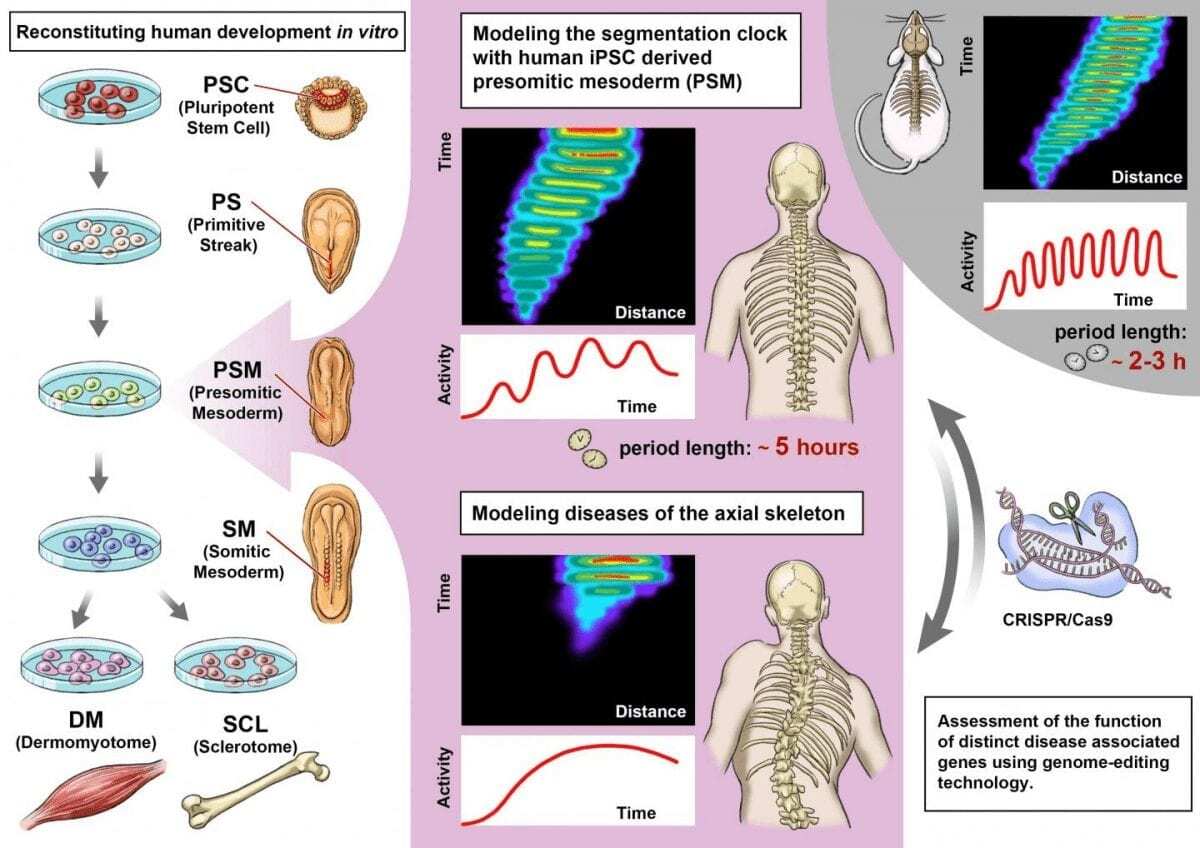 reconstructing the clock of human development
