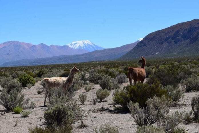 the sleeping giant – supervolcano of the andes