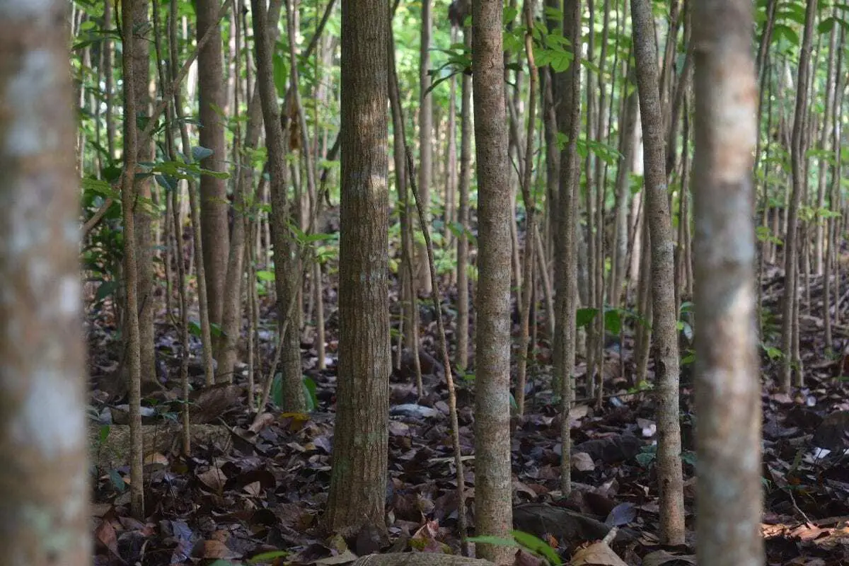 The Legend of 'The Tree,' a Mythic Source of 500-Year-Old Mahogany