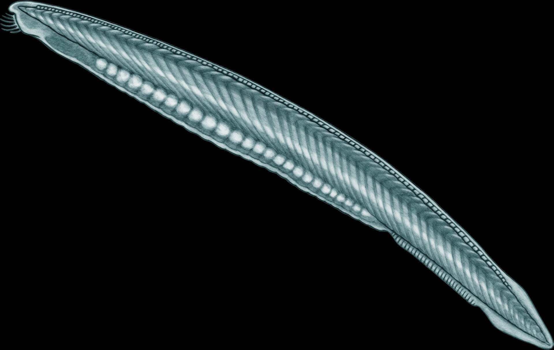 promiscuity in the paleozoic: researchers uncover clues about vertebrate evolution