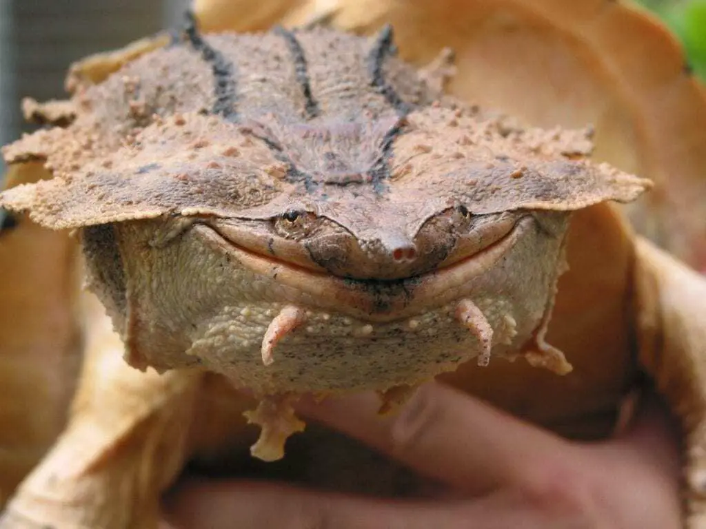 Mata Mata Turtle A New Species Discovered HeritageDaily