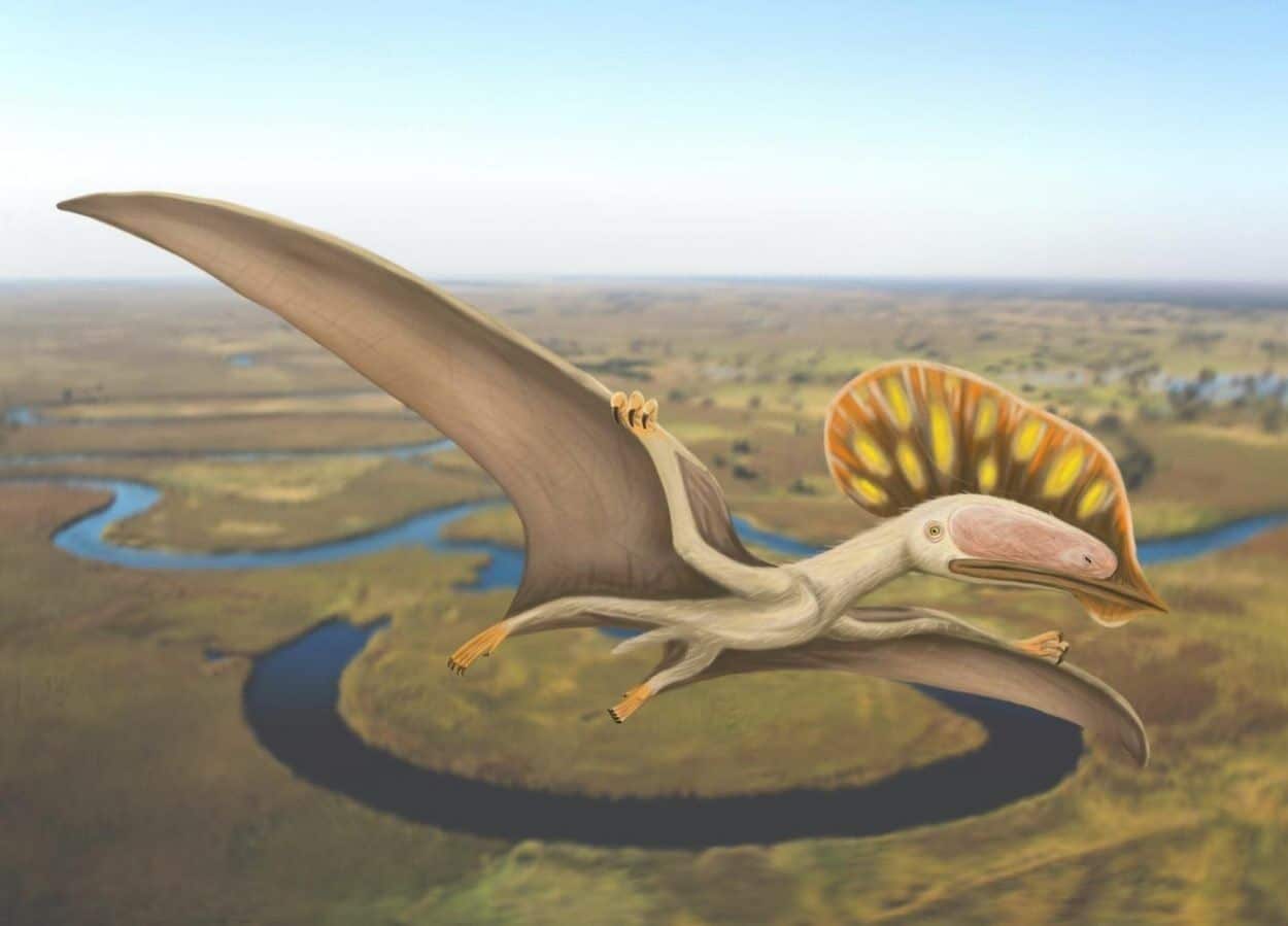 Chinese pterodactyl wings its way to the United Kingdom