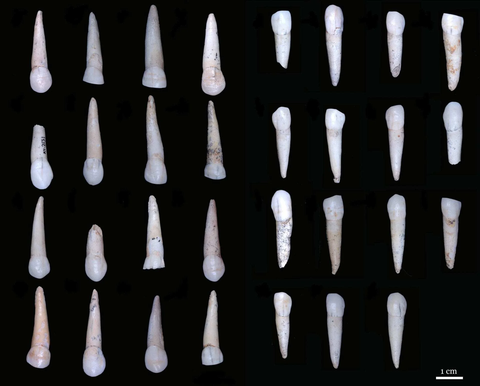 development of teeth enables sex from fossil site to be estimated