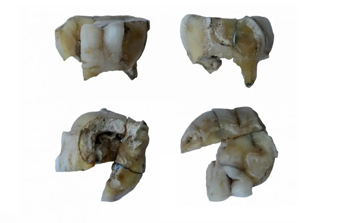 newly sequenced genomes from prehistoric hunter-gatherers reveal connections with first americans and across eurasia