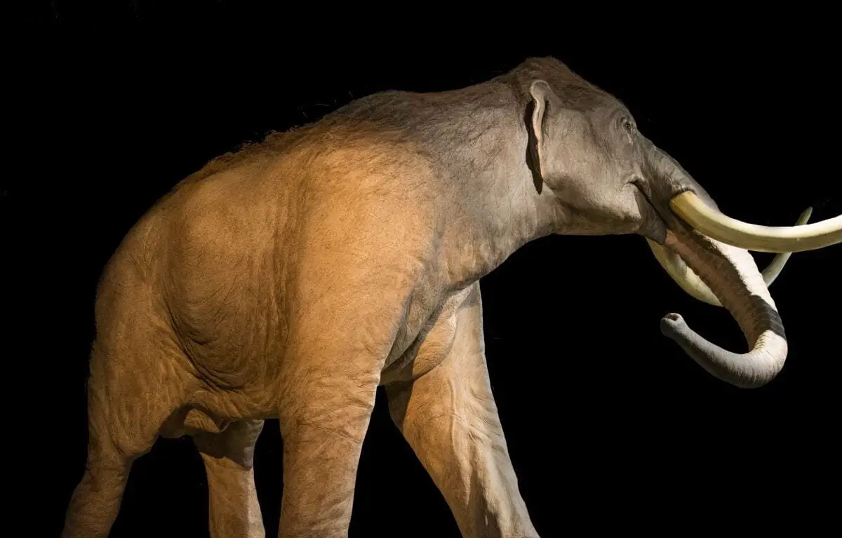 INAH Archaeologists discover 60 mammoths HeritageDaily Archaeology News