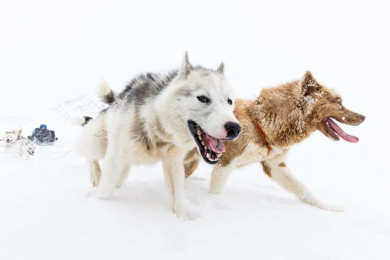 Greenlandic dogs best sale