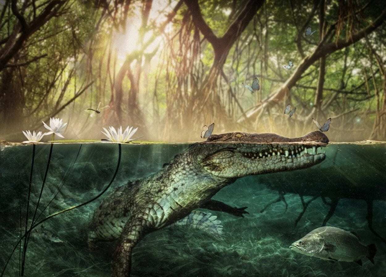 ancient african skull sheds light on american crocodile origins