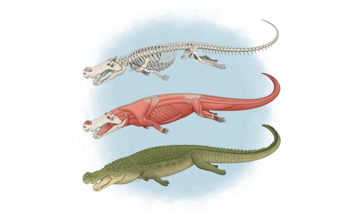 Study Confirms the Power of Deinosuchus & its 'Teeth the Size of