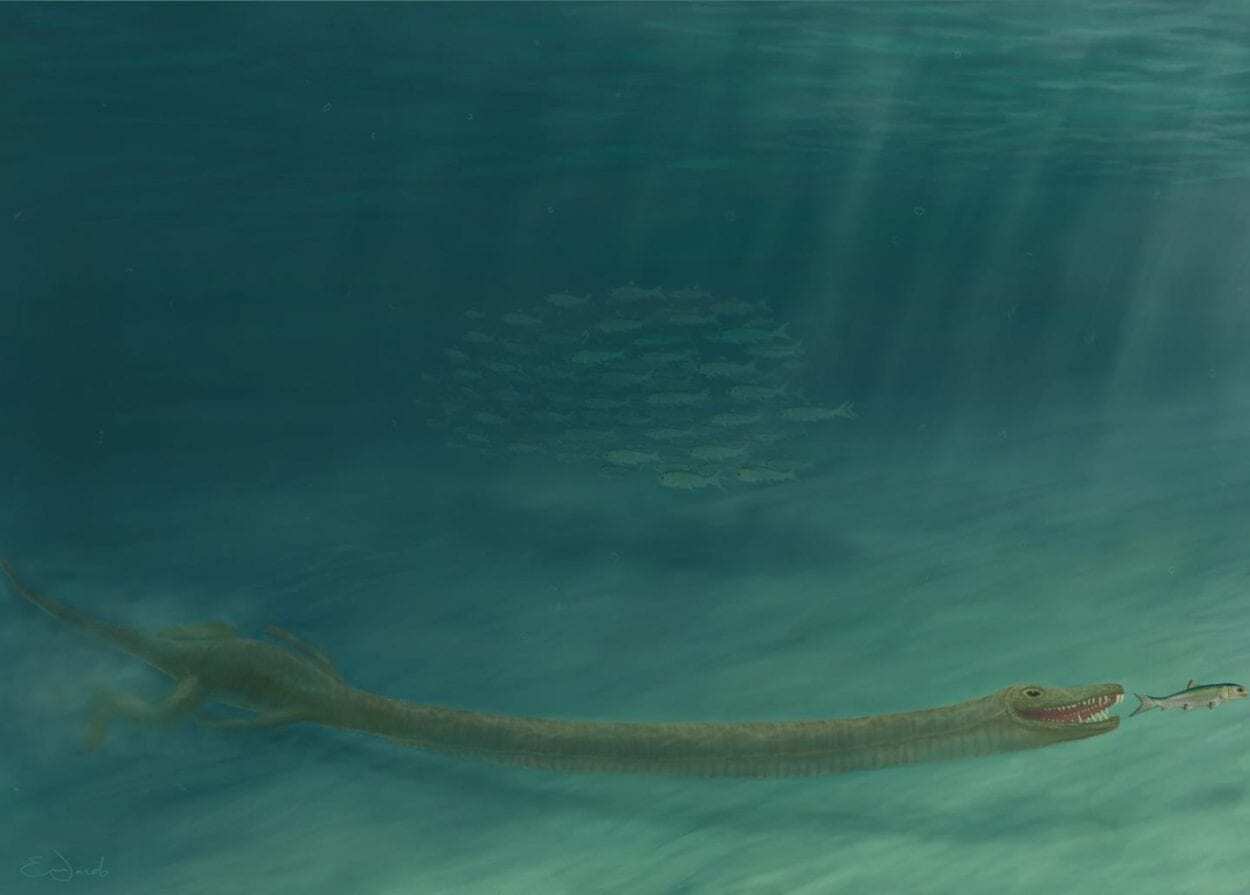 long neck helped reptile hunt underwater