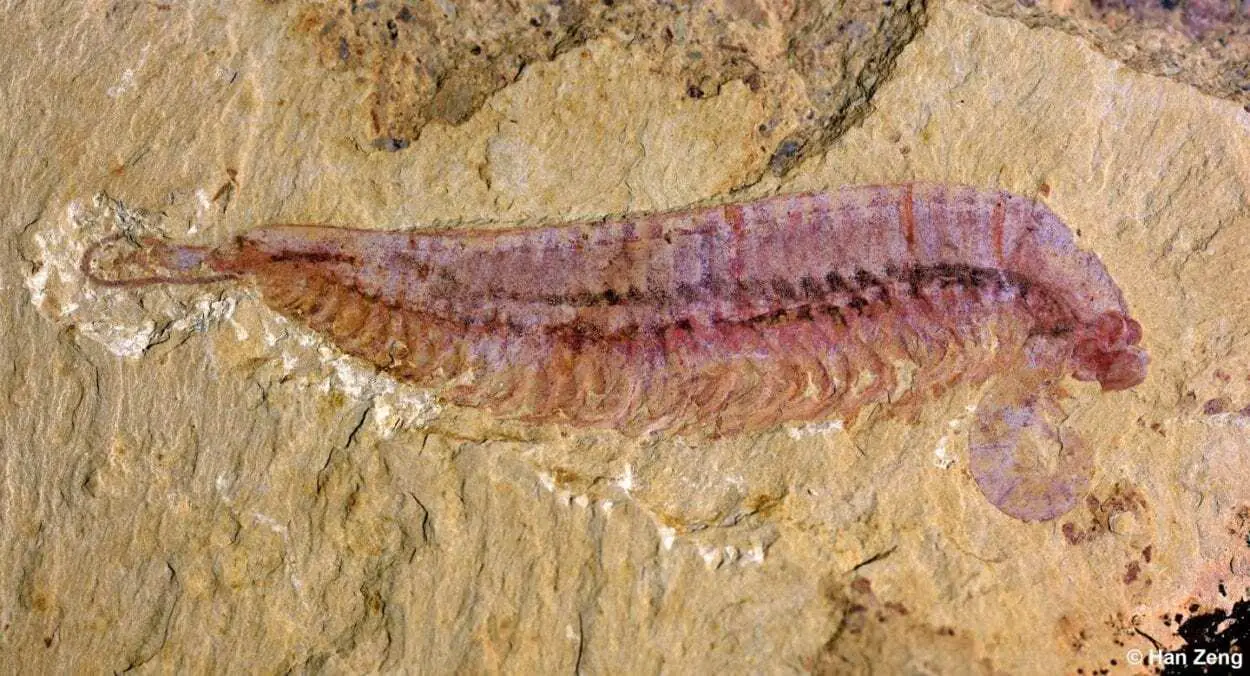 A 520-Million-Year-Old Five-Eyed Fossil Reveals Arthropod Origin