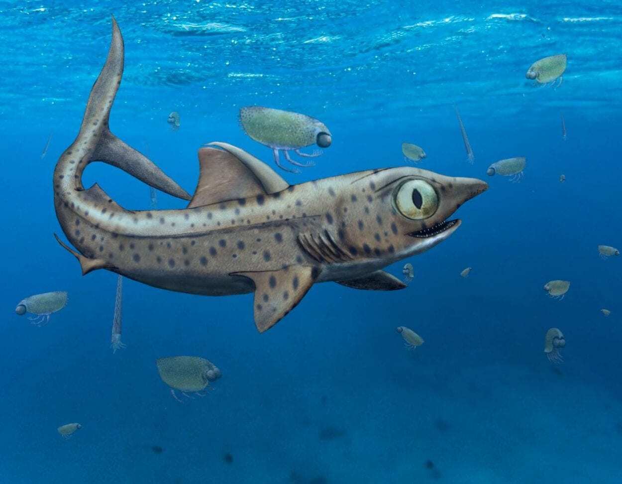 Prehistoric Shark