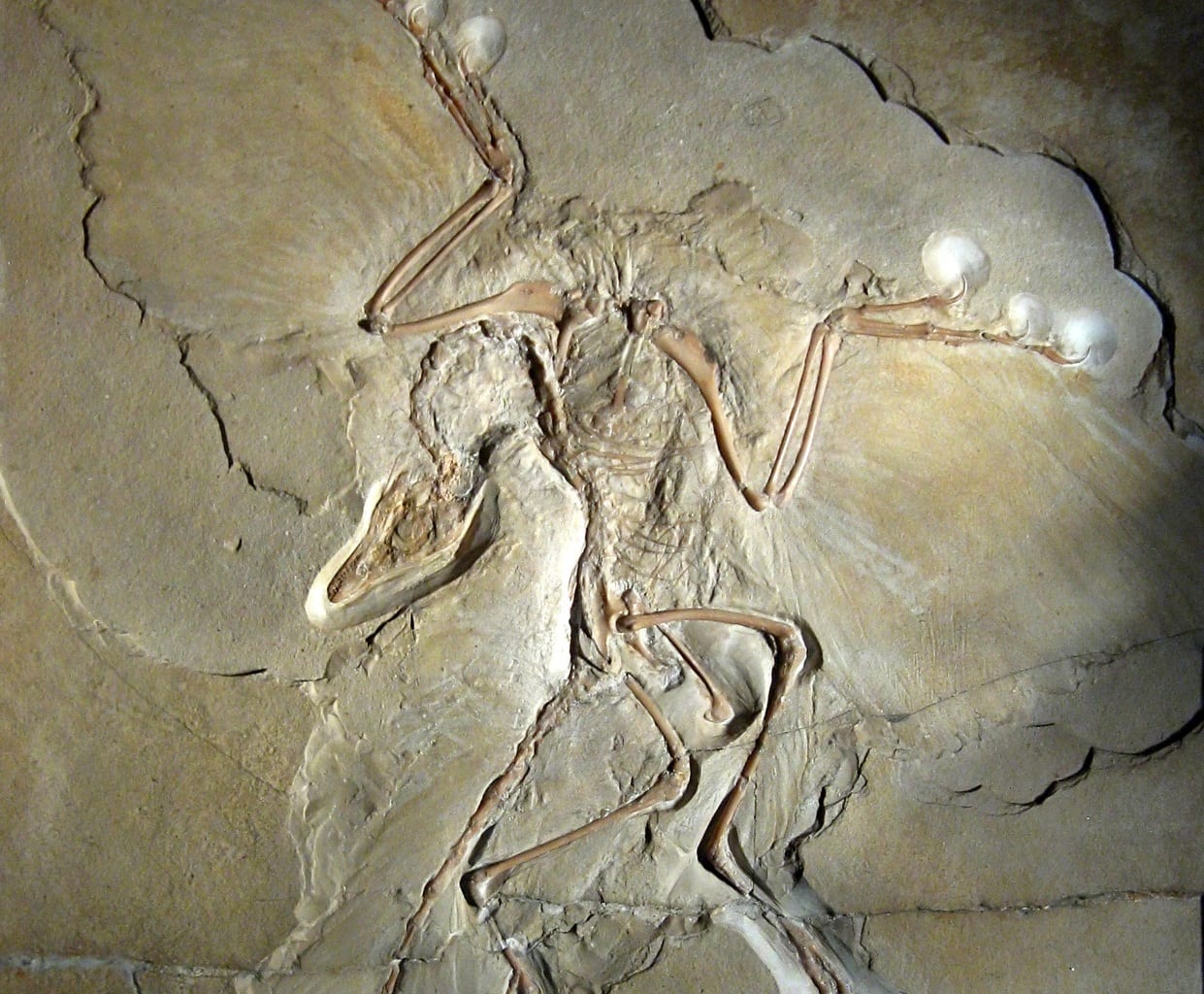 Archaeopteryx Fossil Provides Insights Into The Origins of Flight