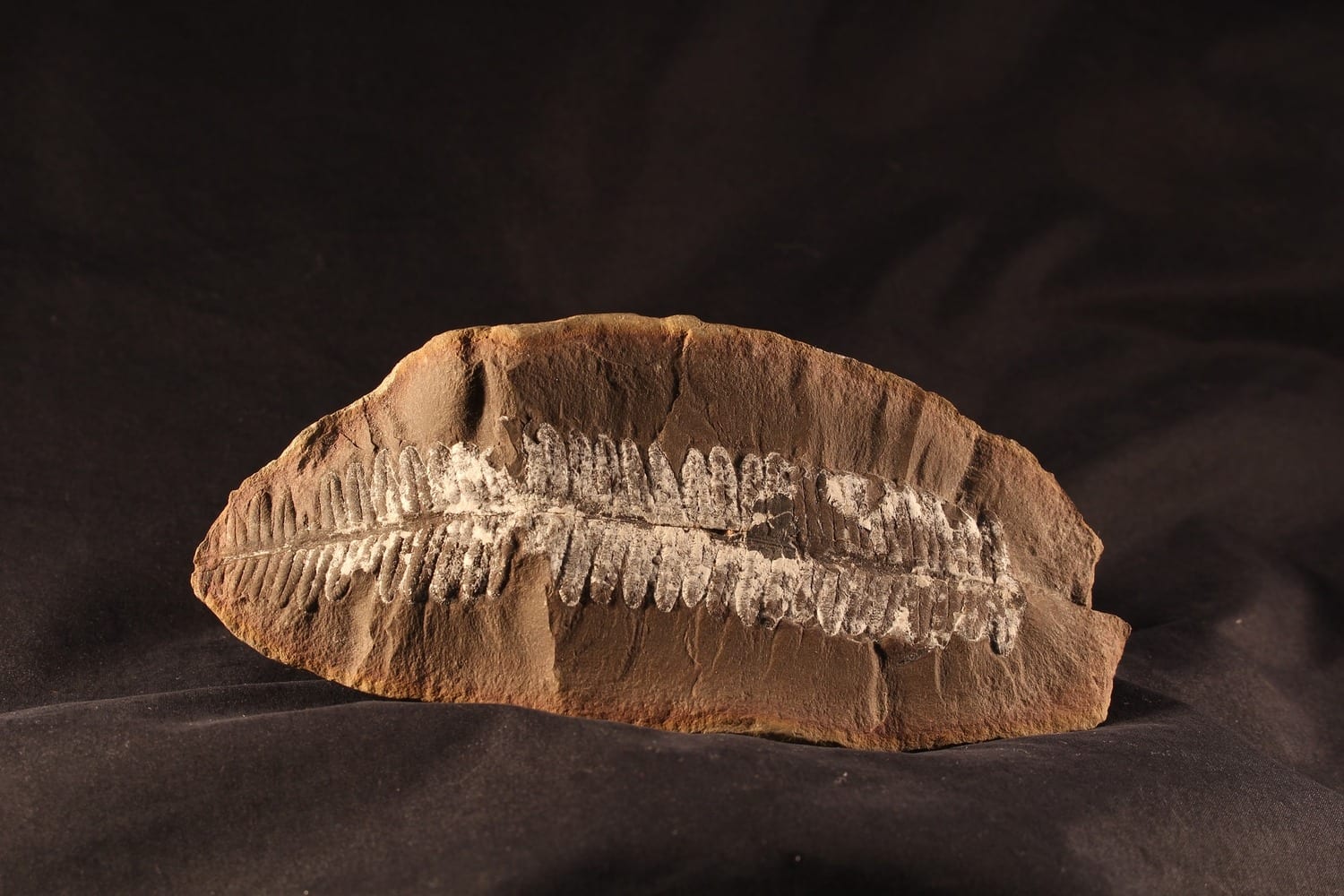Leaf Fossils Show Severe EndCretaceous Plant Extinction